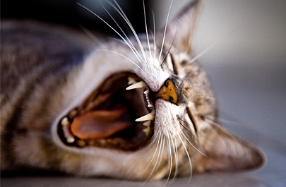 Dental Problems in cats