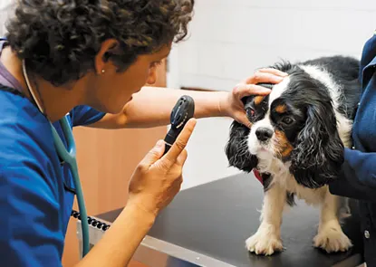 Vet Services