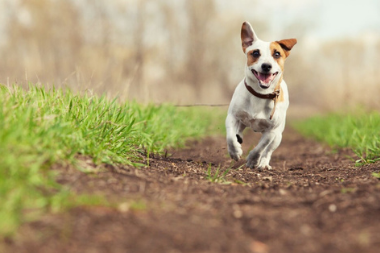 Flea and Worm Treatment For Your Dog