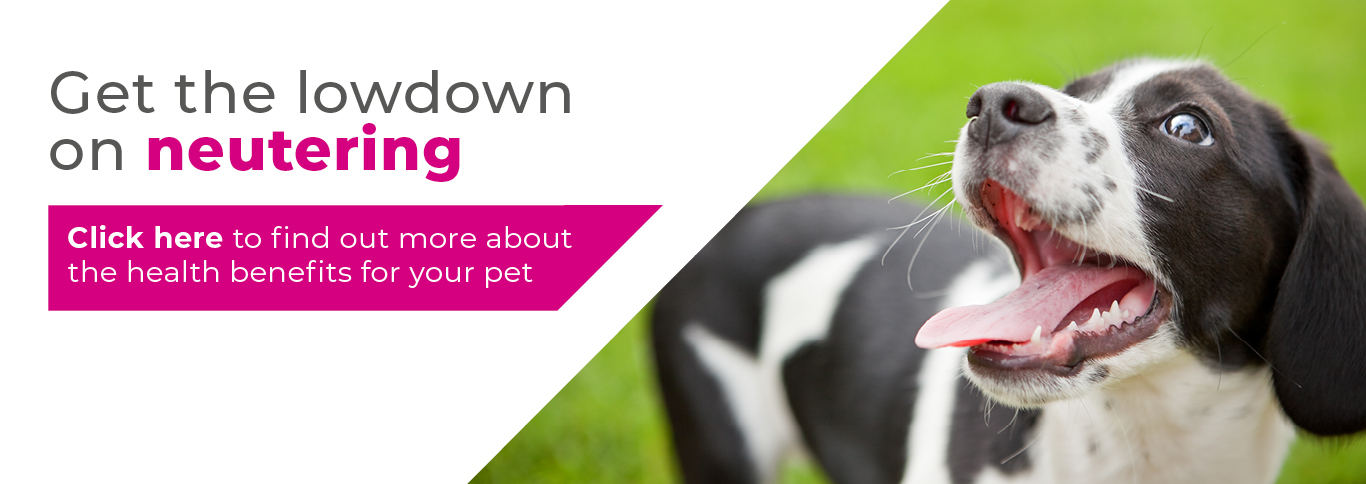 Neutering your rabbit in Cambridgeshire