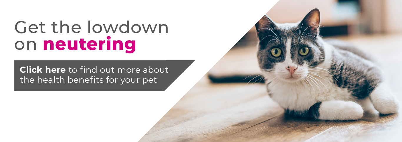 Neutering your cat in Cambridgeshire