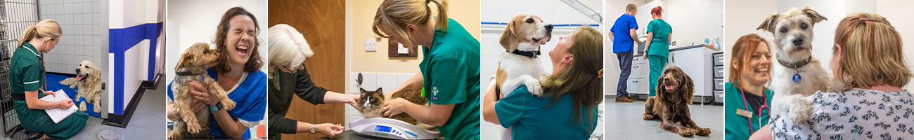 Working at Cromwell Vets