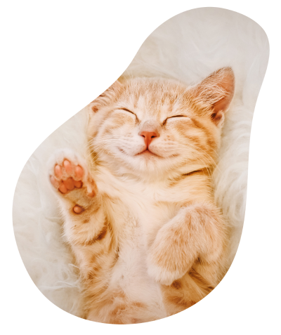 free puppy or kitten check up with tiny tails and Cromwell Vets in Cambridgeshre