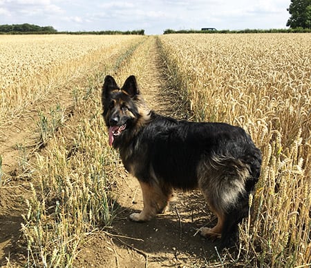 Simba, the dog, cromwell vets