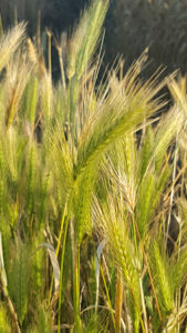 grass-seeds