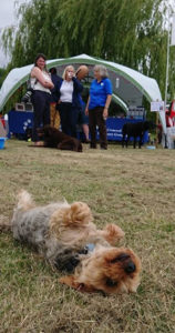 Dog lying on back in front of tent