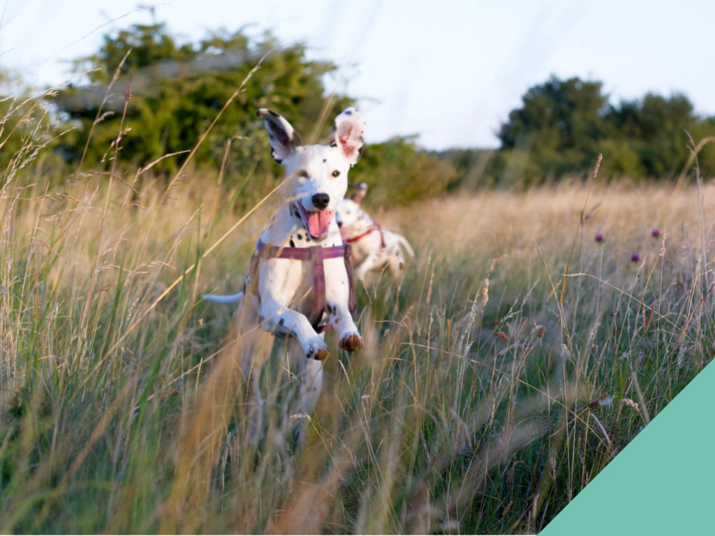 Dog running in tall grass