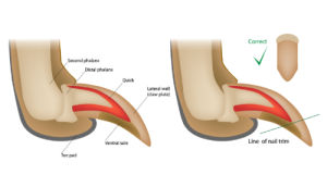 Correct way to trim a pet's claws