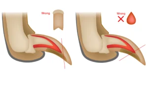 Incorrect way to trim a pet's claws