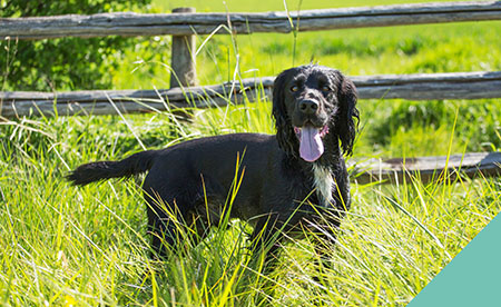 How to tackle ticks – during the warmer months