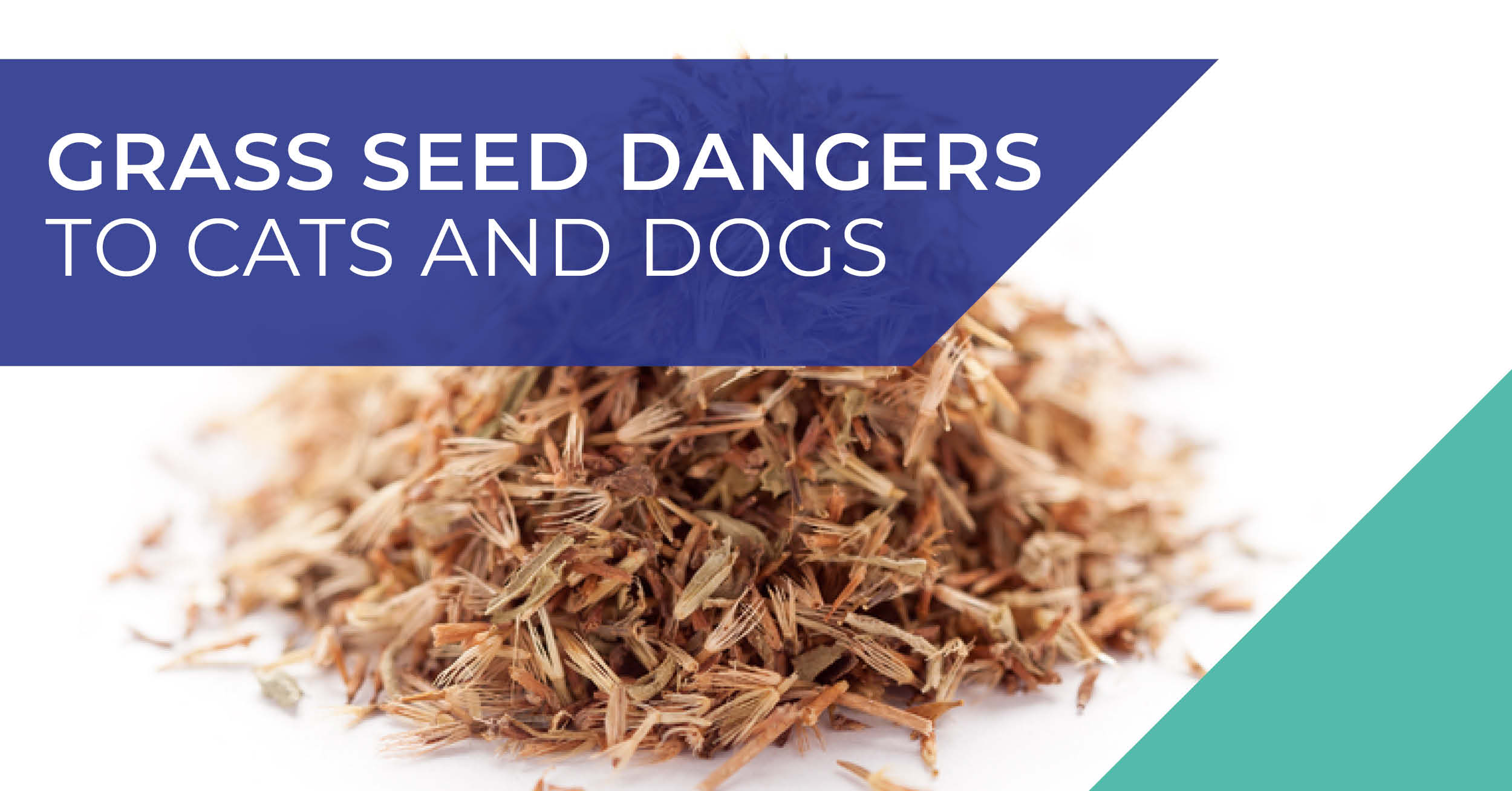 Ramsey Vets warn about grass seed dangers to cats and dogs