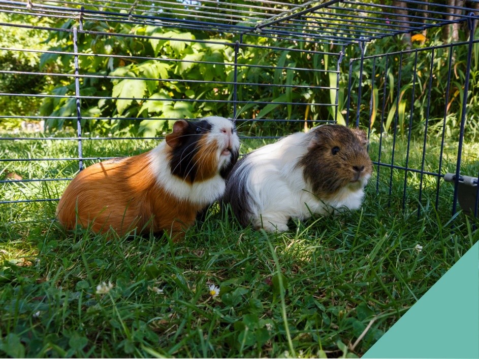Heat awareness for animals in hutches - Cromwell Vets