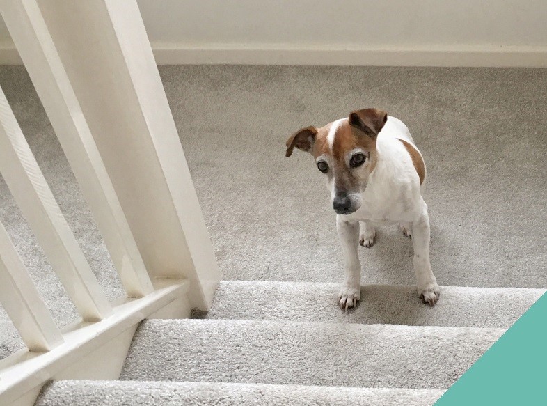 Focus on osteoarthritis in dogs