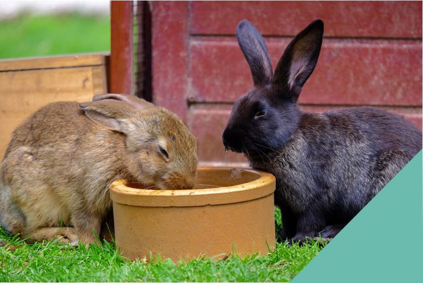 Rabbit dental care