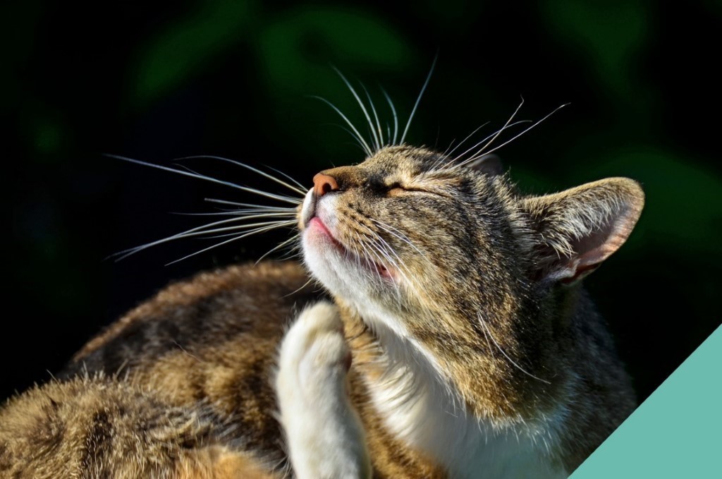 Tick, flea, and worm prevention for cats at Cromwell Vets