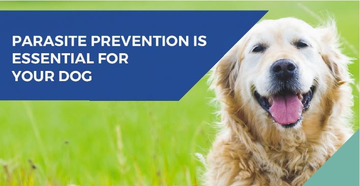 Tick, flea, and worm prevention for dogs at Cromwell Vets