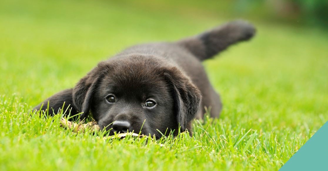 Huntingdon vets warn about grass seeds and freshly cut grass hazards