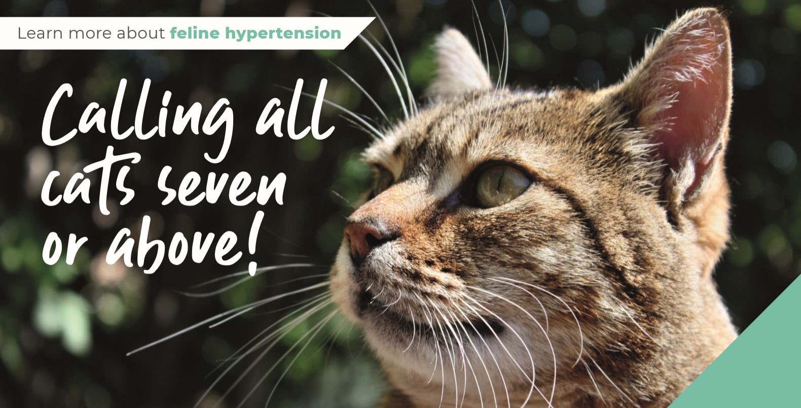 Calling all cats aged seven or above!