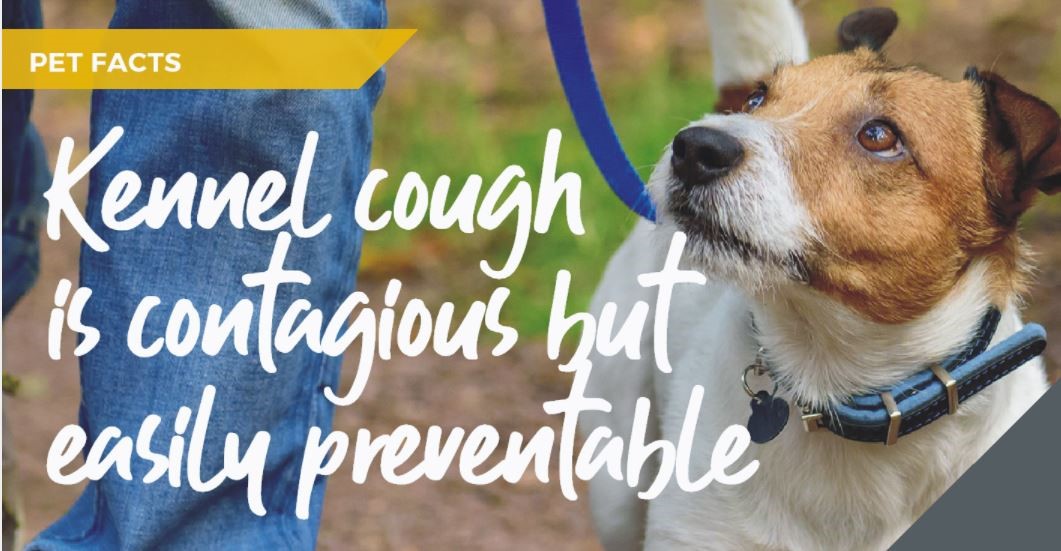 Cromwell Vets in St Neots talk about Kennel cough myths and facts