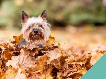 Autumn dangers in Huntingdon