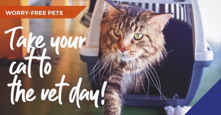 Have a worry-free experience when taking your cat to the vet in Huntingdon