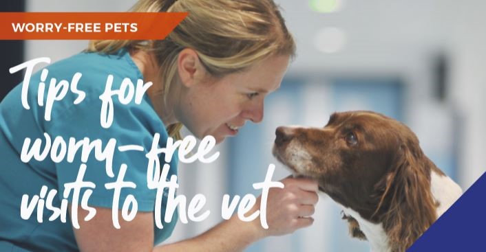Tips for worry-free visits to the vets in Huntingdon
