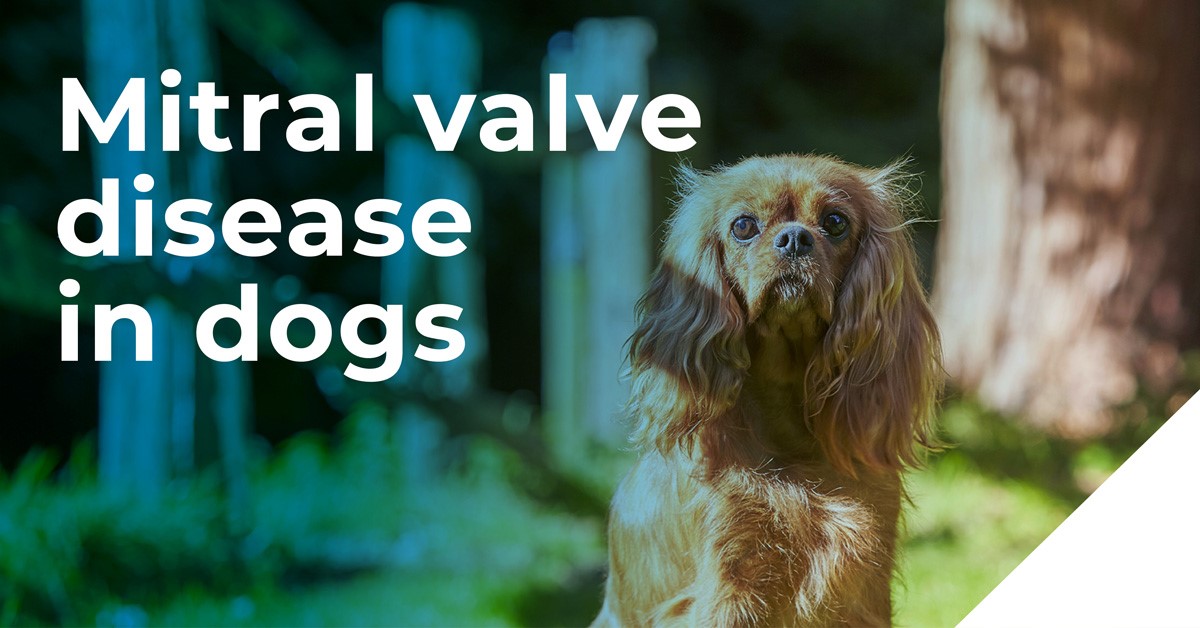 Mitral valve disease (MVD) in dogs