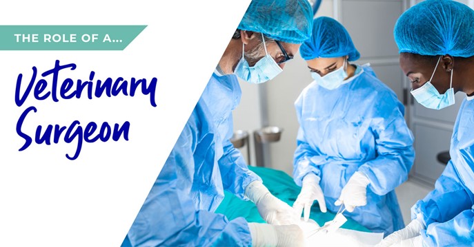 The role of a veterinary surgeon in Huntingdon