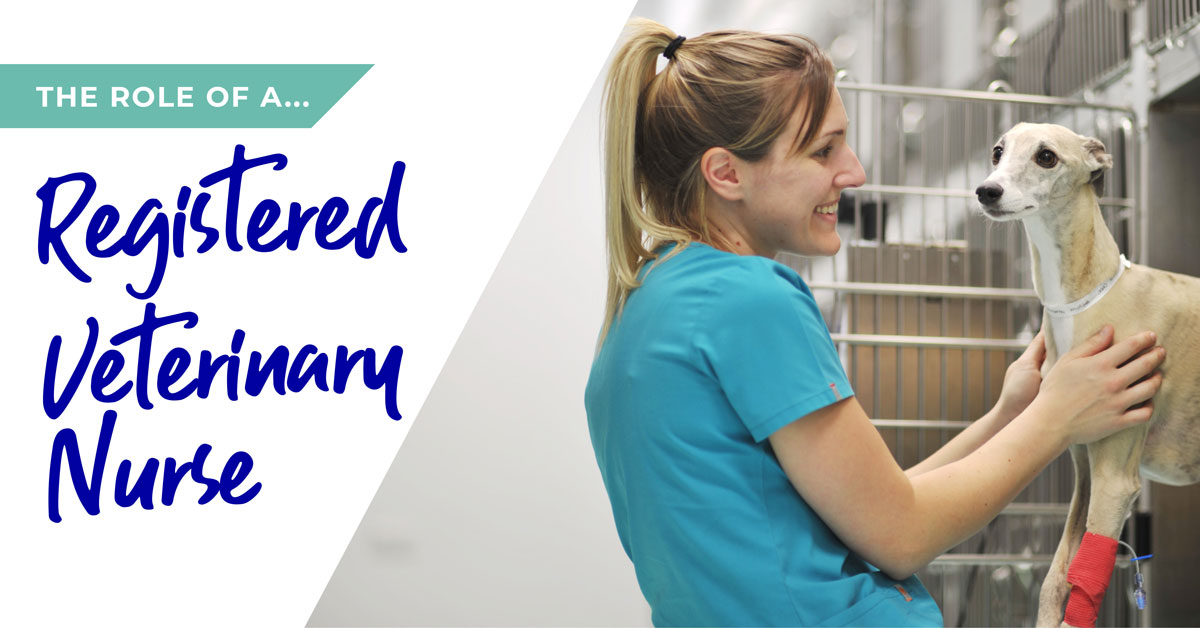 The role of a Registered Veterinary Nurse in Huntingdon