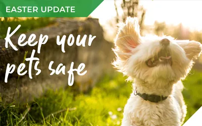The weekend of chocolate & treats – keeping our pets safe