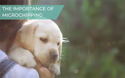 The importance of microchipping your pet