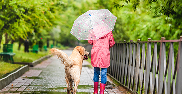 Everything You Need To Know About Walking Your Dog In The Rain