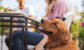 Is corn on the cob safe for dogs
