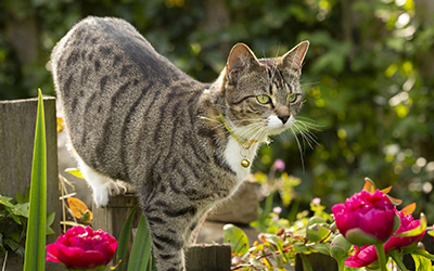 Lily poisoning: Protecting your pets from a hidden danger