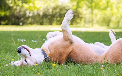 Essential summer safety tips for keeping your pets healthy and happy