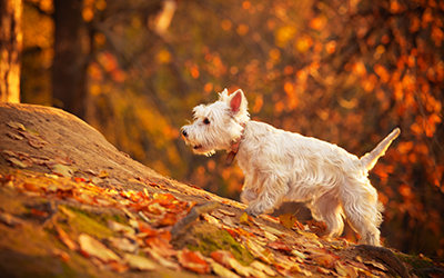 Are conkers poisonous to dogs?