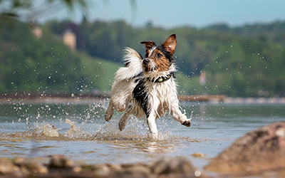 Saltwater poisoning in dogs: Symptoms to look out for