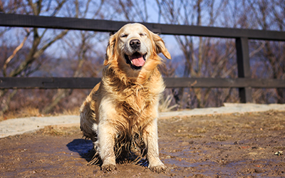 Alabama Rot Awareness