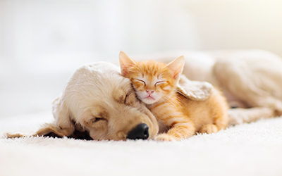 What to consider when getting a new pet