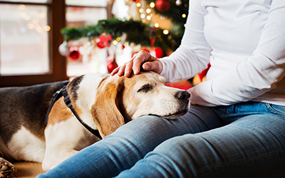 The best products you need for your senior pet this Christmas
