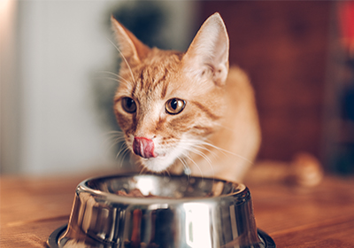 What's Better for My Cat: Wet or Dry Food?