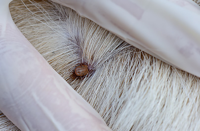 Ticks and Pets