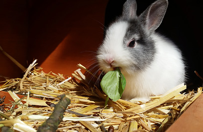 Rabbit Diet & Impact On Their Health