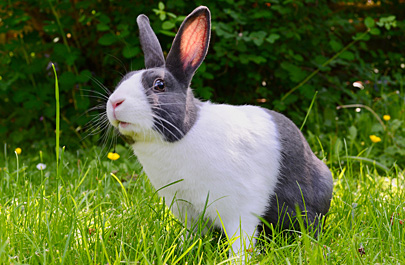 Rabbit Healthcare, disease prevention & neutering