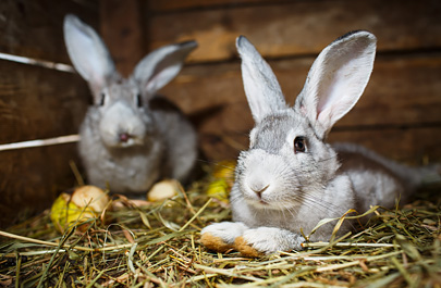 Rabbit Housing & Socialisation