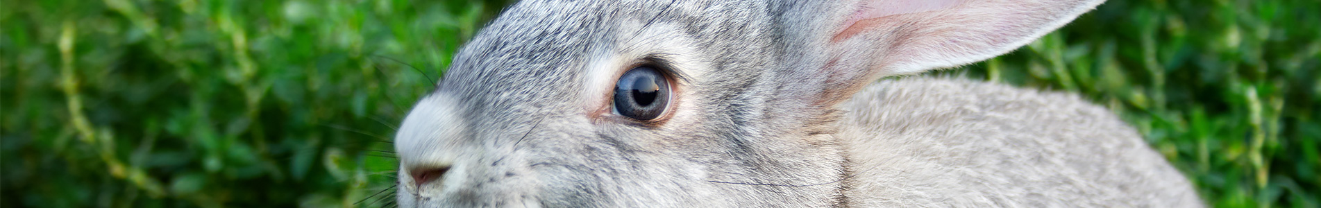 Rabbit Diet & Impact On Their Health