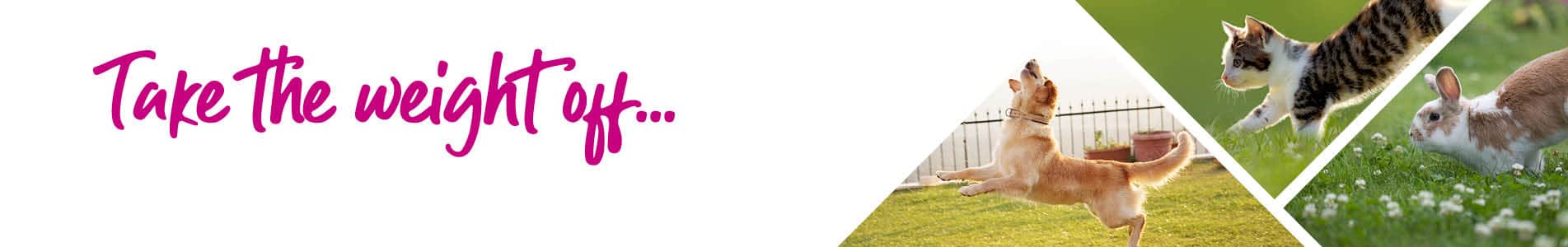 Dog weight management advice from Cromwell vets