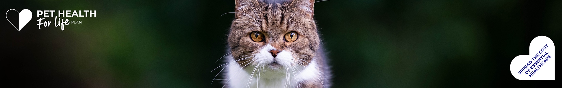 Cat Health for Life Plan from Cromwell Vets