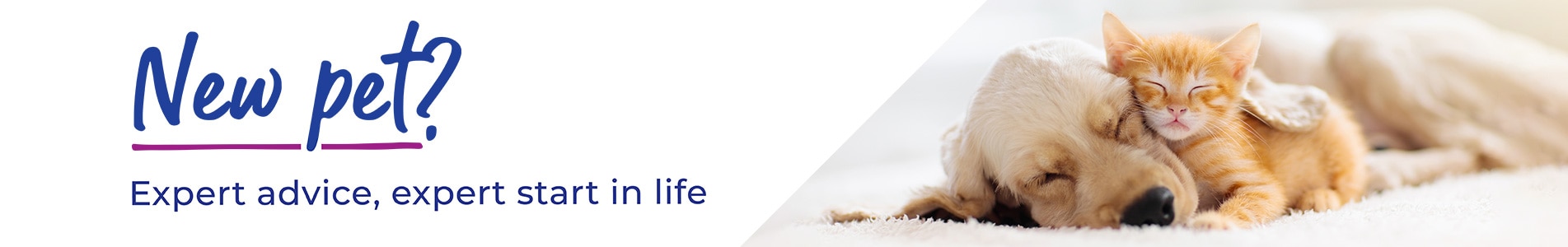 Puppy & Kitten Advice in Cambridgeshire