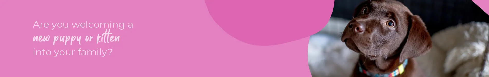 Welcoming your new puppy or kitten